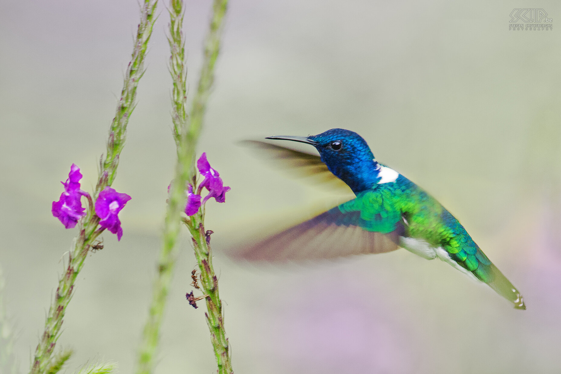 Arenal - White-necked jacobin Flying White-necked jacobin (florisuga mellivora). Hummingbirds have a very high metabolism and they drink nector, taken from a variety of small flowers. They hover in mid-air at rapid wing flapping rates between to 10 to 200 times a second. They have long small bills and drink with their tongue.<br />
<br />
 Stefan Cruysberghs